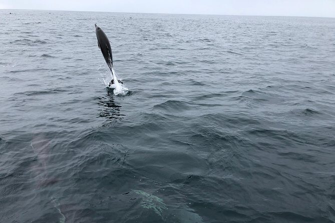 Family and Private Group Whale and Dolphin Watching - FAQ