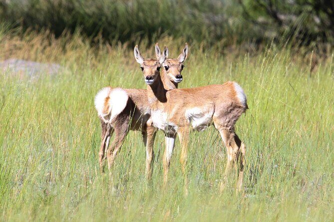 Family Friendly Private Tour at Yellowstone National Park w/Lunch - Authentic Feedback from Past Guests
