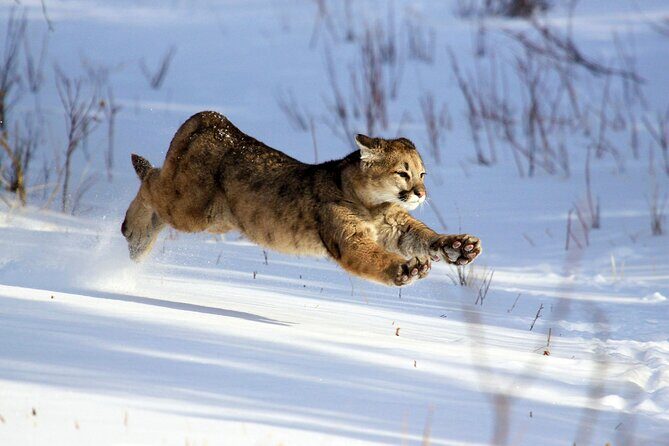 Family Friendly Private Tour at Yellowstone National Park w/Lunch - Who Will Love This Tour?