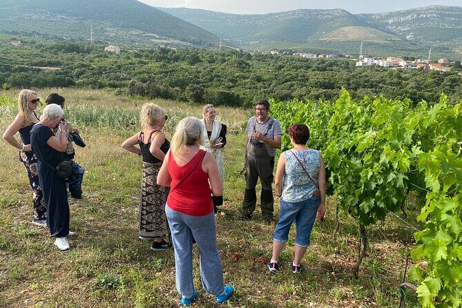 Family-run Vineyard Tour & Award Winning Wine Tasting/Delicacies - A Closer Look at the Croatian Vineyard & Olive Oil Tour