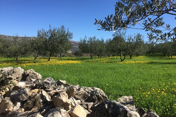 Family-run Vineyard Tour & Award Winning Wine Tasting/Delicacies - Practical Details and Considerations