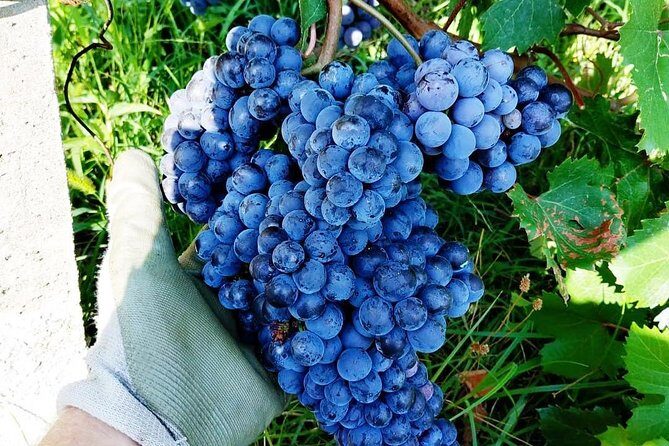 Family tasting - A little tasting - A Scenic and Authentic Wine Tasting Near Lake Maggiore