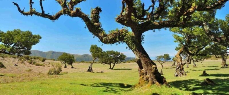 Fanal Assobiadores Trail - Key Points