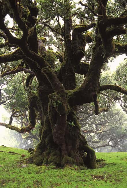 Fanal Assobiadores Trail - An Introduction to the Fanal Assobiadores Trail