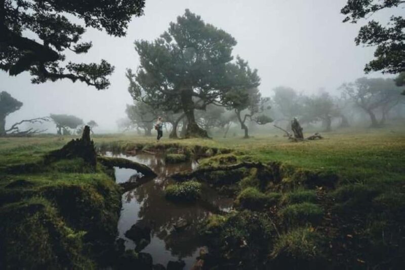 Fanal Assobiadores Trail - The Value of the Experience