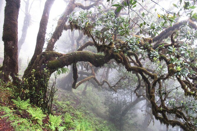 Fanal -Enchanted Forest - A Closer Look at the Fanal Enchanted Forest Tour