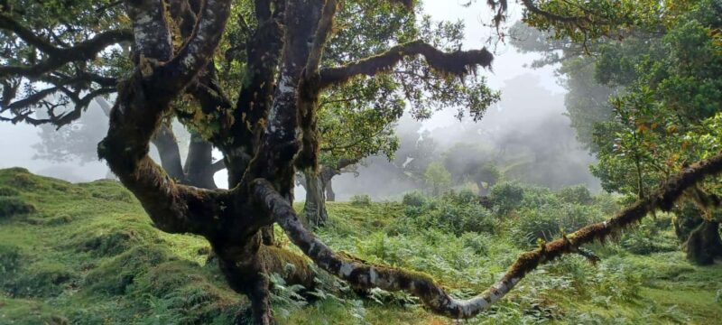 Fanal Forest Walk & Meal - Discovering the Magic of Fanal Forest