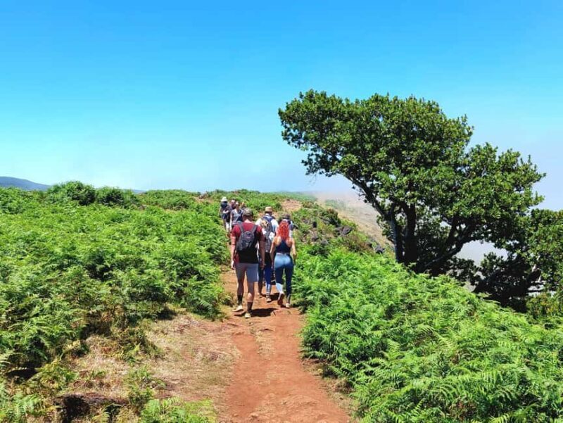 Fanal Forest Walk & Meal - The Practical Side: Pricing, Duration, and Booking