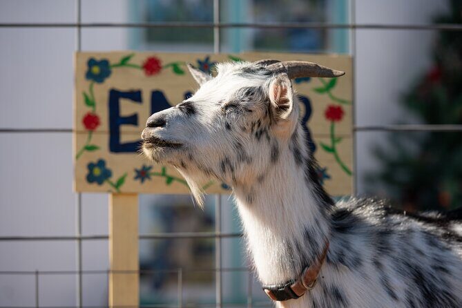 Farm Day Pass General Admission - Honest Review of the Farm Day Pass at Rose Therapeutic Farm