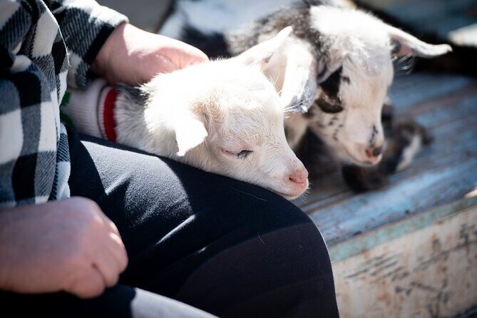 Farm Day Pass General Admission - What the Farm Day Pass Offers