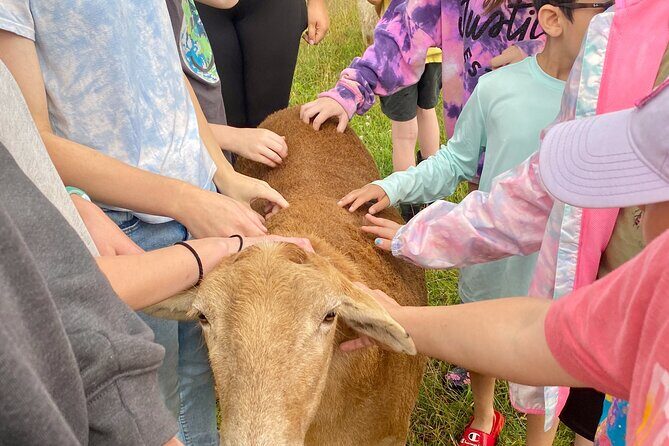 Farm Tour at Clover Brooke Llama/Alpaca/Goat Farm - Itinerary in Detail