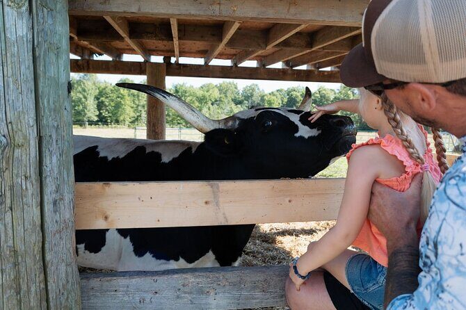 Farm Visit With Mini Domestic Animals - The Experience Itself: A Breakdown