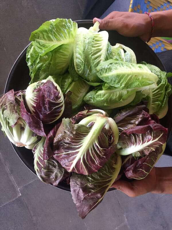 Farmer's Market + Street Food Walking Tour - Chef Curated - A Closer Look at the Tour Experience