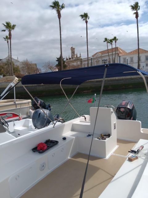 Faro: Dolphin and Marine Life Watching Boat Tour - What You Can Expect from the Tour