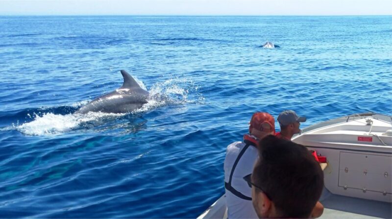 Faro: Dolphin and Marine Life Watching Boat Tour - The Highlights and Why They Matter