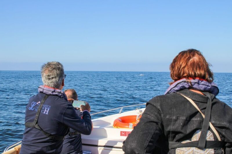 Faro: Dolphin and Marine Life Watching Boat Tour - How the Experience Feels