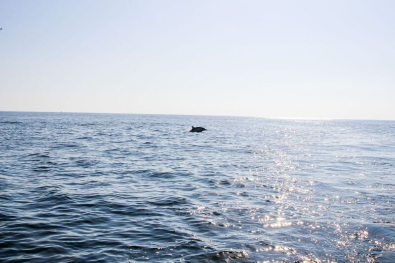 Faro: Dolphin and Marine Life Watching Boat Tour - Final Thoughts