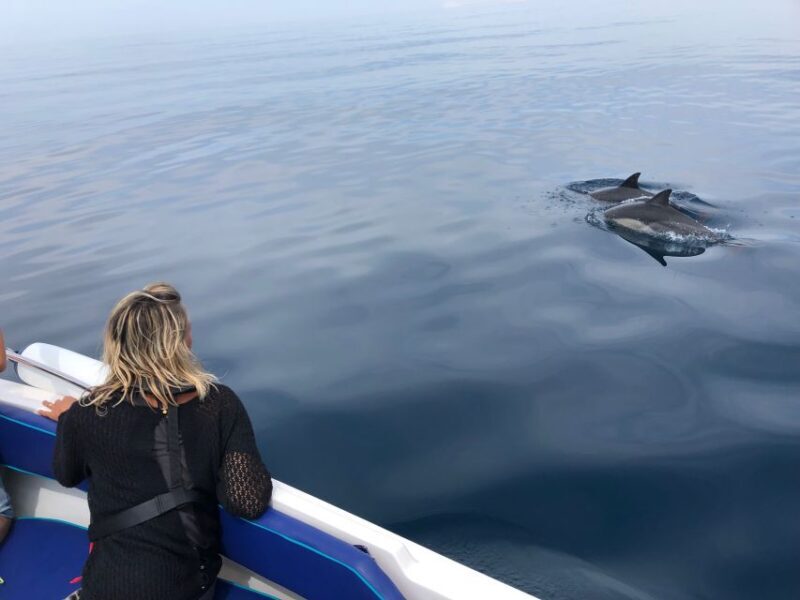 Faro: Dolphin and Wildlife Watching in the Atlantic Ocean - The Departure and Ria Formosa