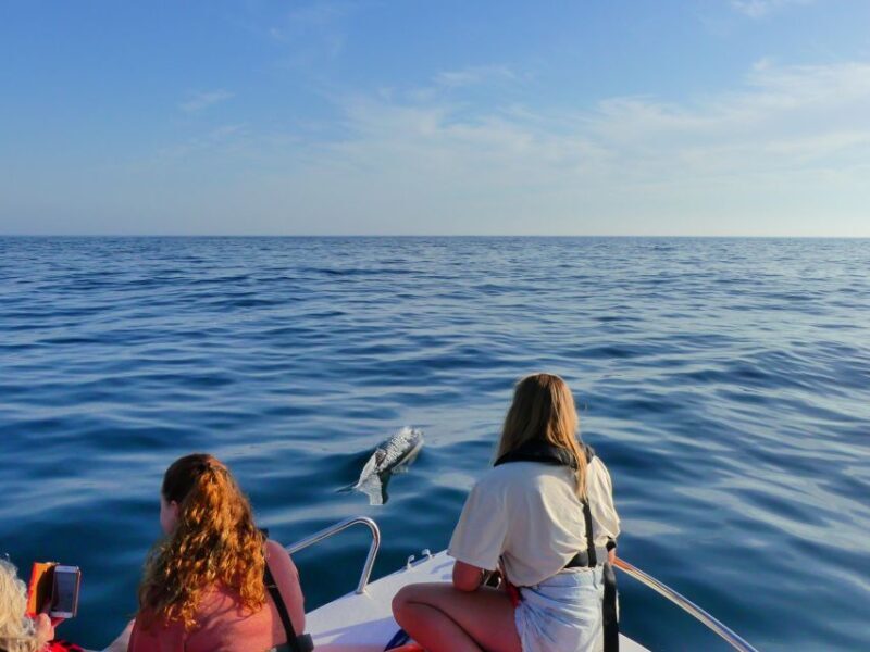 Faro: Dolphin and Wildlife Watching in the Atlantic Ocean - The Biologist-Led Experience