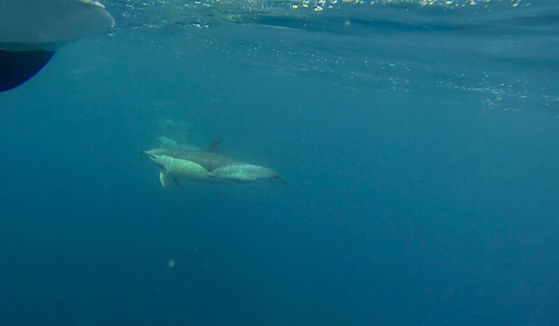 Faro: Dolphin and Wildlife Watching in the Atlantic Ocean - The Wildlife Encounters