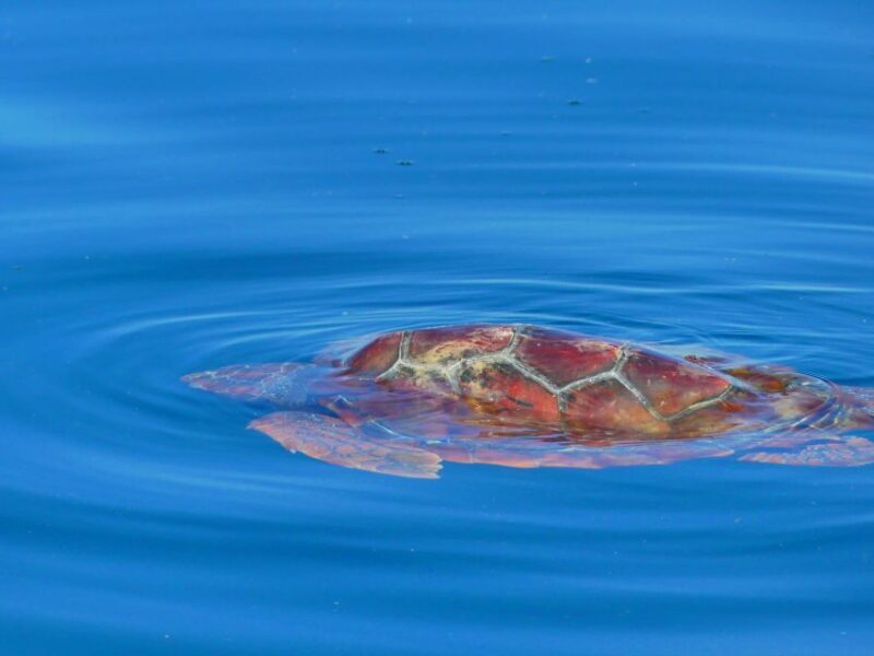 Faro: Dolphin and Wildlife Watching in the Atlantic Ocean - Practical Details