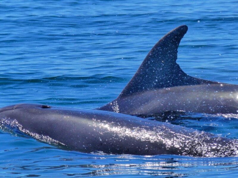 Faro: Dolphin and Wildlife Watching in the Atlantic Ocean - Who Would Love This?