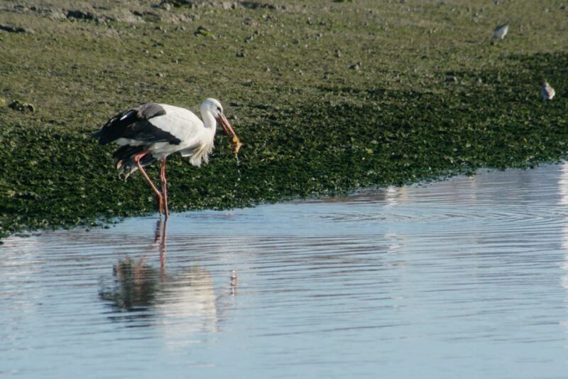 Faro: Eco-Friendly Ria Formosa Bird Watching in Solar Boat - Pondering the Value