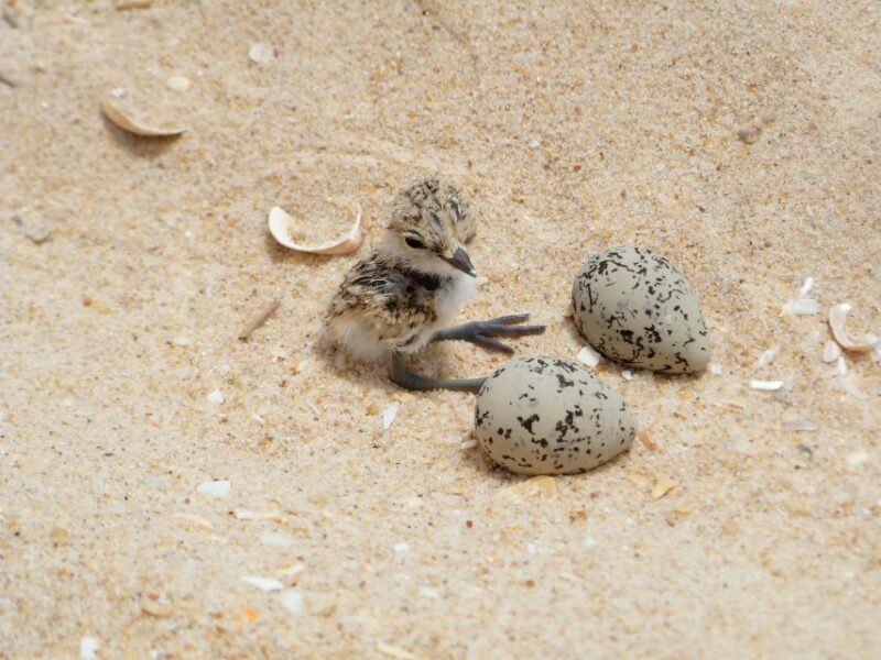 Faro: Eco-Friendly Ria Formosa Bird Watching in Solar Boat - Who Will Love This Tour?