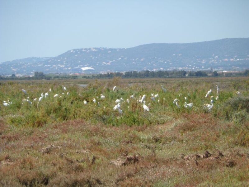Faro: Eco-Friendly Ria Formosa Bird Watching in Solar Boat - FAQs (Frequently Asked Questions)