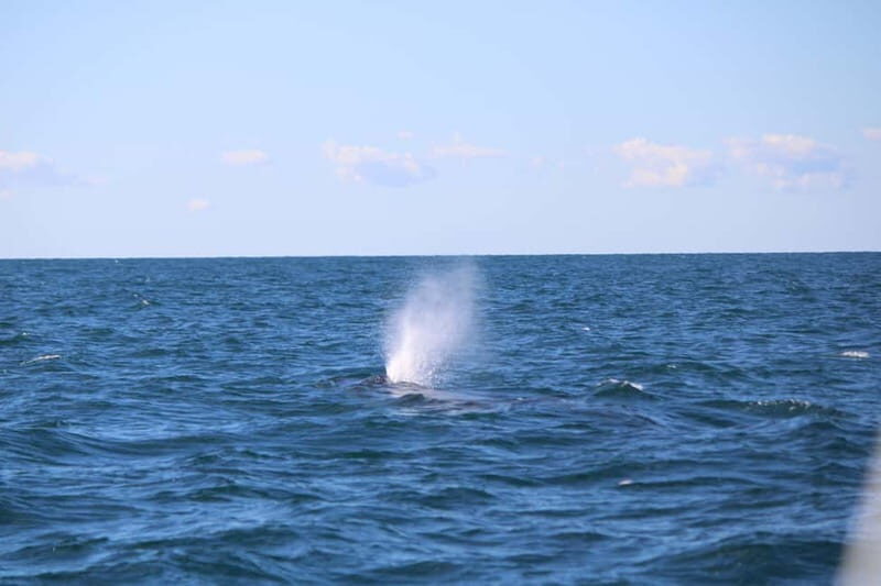 Faro: Funtastic Dolphin Watching Boat Tour - Faro: Funtastic Dolphin Watching Boat Tour — An Honest Look