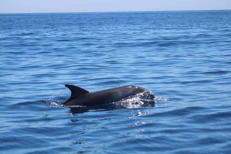 Faro: Funtastic Dolphin Watching Boat Tour - What to Expect from Your Faro Dolphin Tour