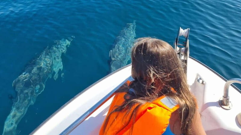 Faro: Funtastic Dolphin Watching Boat Tour - The Experiences Pros and Cons