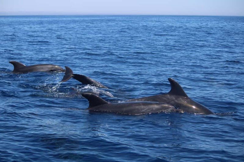 Faro: Funtastic Dolphin Watching Boat Tour - Price and Value