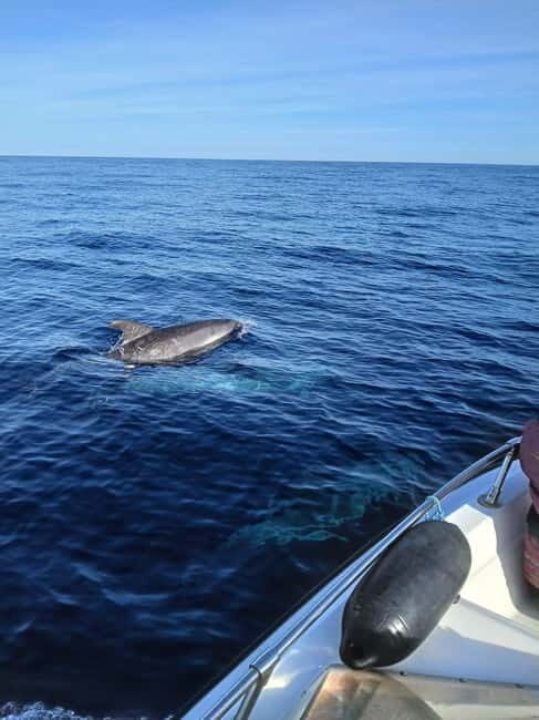Faro: Funtastic Dolphin Watching Boat Tour - Final Thoughts