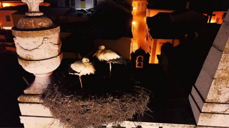 Faro: Night Segway Tour with Cocktails - Frequently Asked Questions