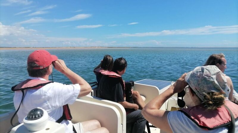 Faro: Ria Formosa Eco Birdwatching Boat Tour - Key Points