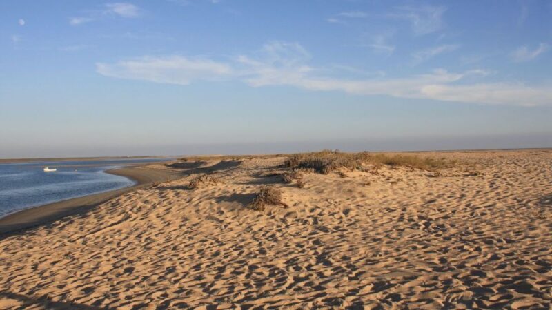 Faro: Ria Formosa Eco Birdwatching Boat Tour - Exploring the Ria Formosa Eco Birdwatching Boat Tour in Depth