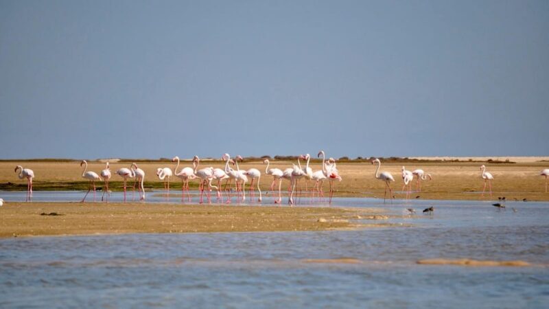 Faro: Ria Formosa Eco Birdwatching Boat Tour - Frequently Asked Questions