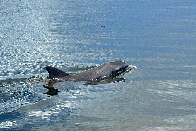 Fast & More Airboat Tour - The Experience You Can Expect