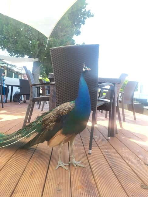 Fazana: Panorama N.P. Brijuni + St. Jerolim Island Stop - FAQs