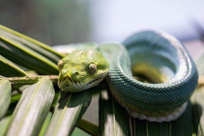 Featherdale Wildlife Park with Exclusive Private Transfers - The Complete Experience