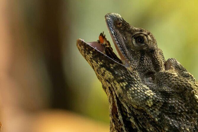 Featherdale Wildlife Park with Exclusive Private Transfers - The Real Benefits According to Travelers