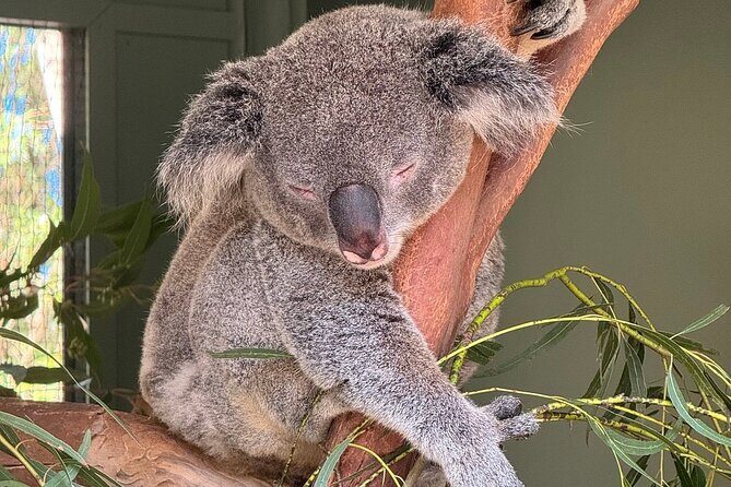 Featherdale Wildlife Park with Exclusive Private Transfers - Final Thoughts