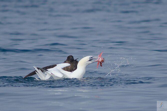Feathers & Scales - A Deep Dive into the Marine Adventure