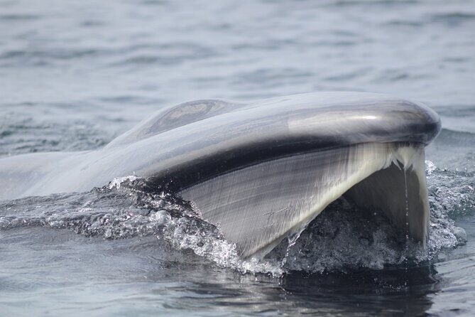 Feathers & Scales - FAQ