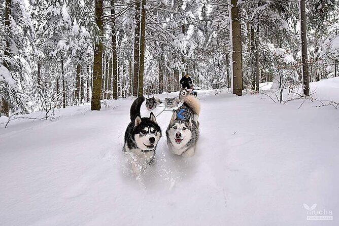 Feel the Magic of Winter with Thrilling Arctic Dog Sled Rides - An Overview of the Arctic Dog Sled Ride Experience