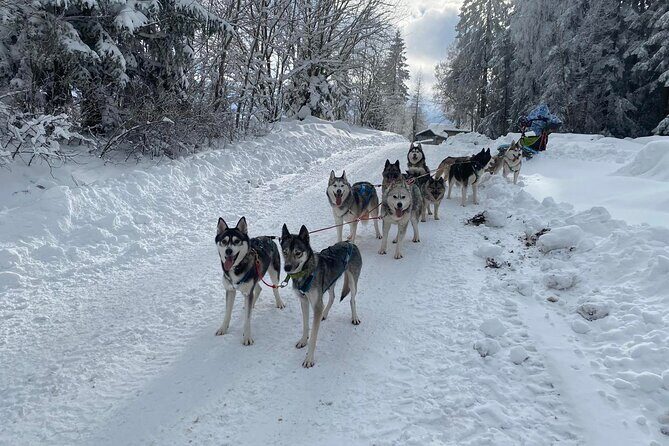 Feel the Magic of Winter with Thrilling Arctic Dog Sled Rides - Who Will Love This Tour?