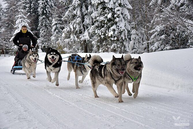 Feel the Magic of Winter with Thrilling Arctic Dog Sled Rides - In The Sum Up