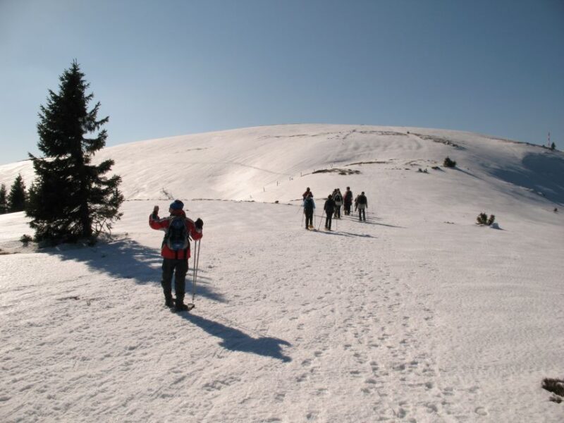 Feldberg: Guided Snowshoeing Tour in the Black Forest - Key Points