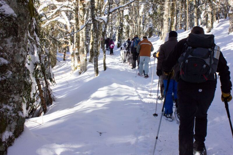 Feldberg: Guided Snowshoeing Tour in the Black Forest - An Overview of the Snowshoeing Experience